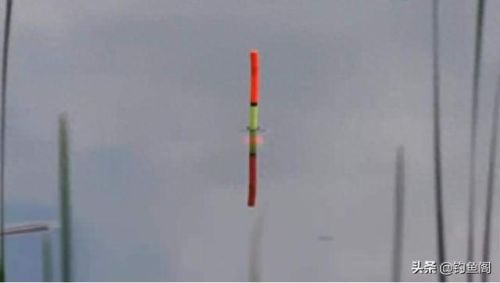 鱼漂品牌十大排行榜芦苇(黑坑芦苇鱼漂推荐)插图 鱼漂品牌十大排行榜芦苇(黑坑芦苇鱼漂推荐)插图