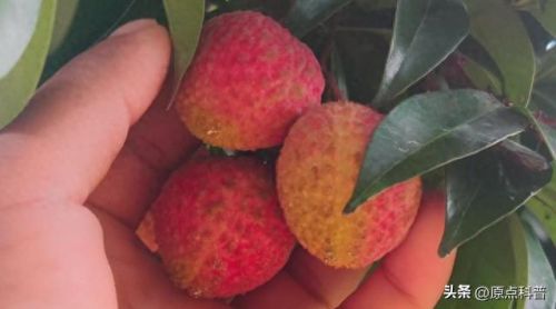 最贵的中餐食材排行榜十大(最贵的食材排行榜前十名)插图11 最贵的中餐食材排行榜十大(最贵的食材排行榜前十名)插图11