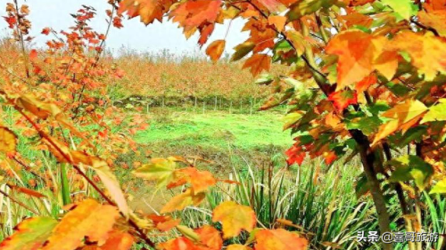 合川推荐景点排名前十(重庆合川景点排行榜)插图9 合川推荐景点排名前十(重庆合川景点排行榜)插图9