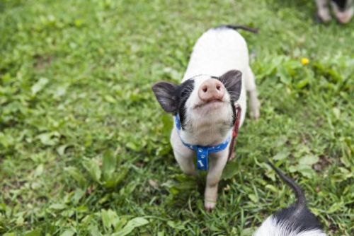 十大不寻常的宠物排行榜(十大宠物上市公司)插图1