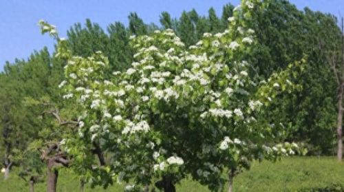 曲阳十大网红排行榜名单(曲阳十大网红是谁)插图8