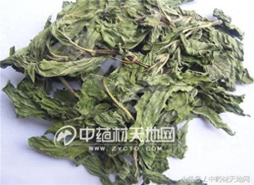 全球薄荷产量排名前十(薄荷全世界一年产量有多少)插图12
