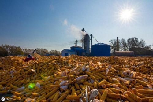 玉米收购商排名前十(今日玉米收购价格表)