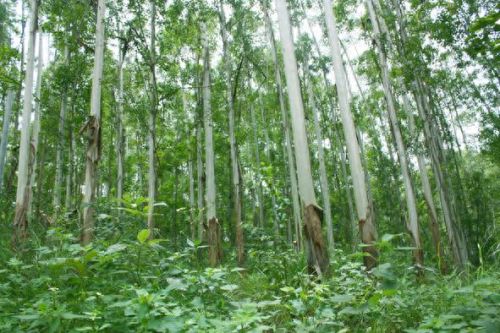 世界绿化速度排名前十(世界上最快的速度排名)插图1 世界绿化速度排名前十(世界上最快的速度排名)插图1