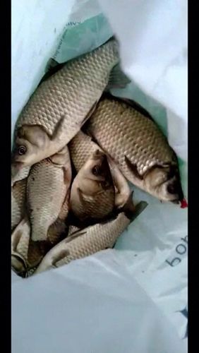 十大杀鱼小药排行榜图片(杀鱼用什么药效果最好)插图1