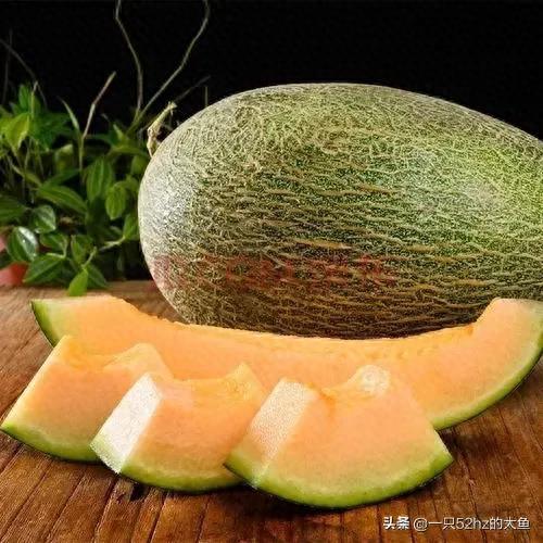 甜瓜品种十大排行榜图片(500个瓜图片)插图