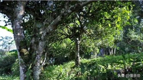 古树茶十大品牌排行榜图片(白茶品牌十大排名)插图10