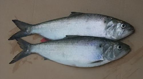 十大土豪鱼排行榜视频播放(雷龙鱼十大禁忌)插图5