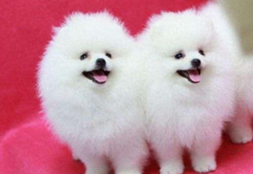 十大最幸运的狗品种排行榜(最厉害的狗的品种排名)插图7 十大最幸运的狗品种排行榜(最厉害的狗的品种排名)插图7