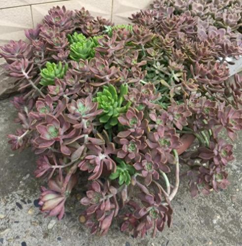 十大最美老桩多肉排行榜(大老桩多肉)插图5