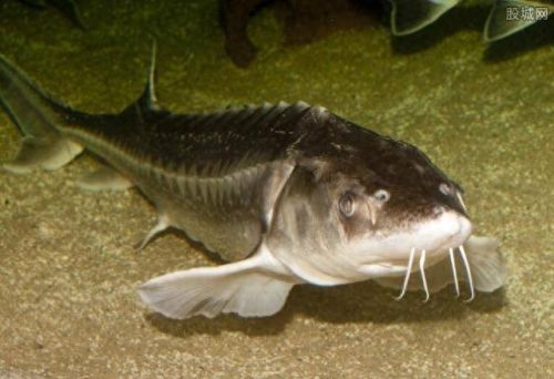 十大土豪鱼排行榜最新视频(雷龙鱼十大禁忌)插图5