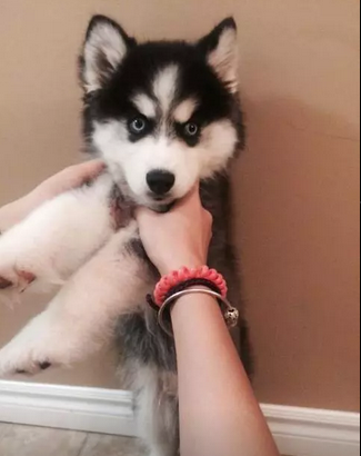 十大最喜欢养的狗狗排行榜(比较推荐养的十大狗狗)插图6