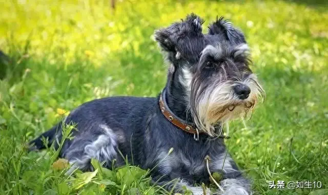 十大体味最轻的狗排行榜(体味最轻的七种狗)插图