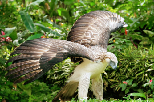 十大凶鸟实力排行榜(上古神话十大凶兽)插图5 十大凶鸟实力排行榜(上古神话十大凶兽)插图5