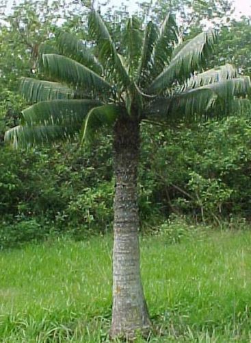 十大有名树木排行榜图册(驱蚊子树木排行榜)插图7