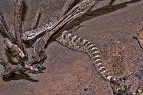 热带雨林十大蛇排行榜(农村十大土蛇)插图8