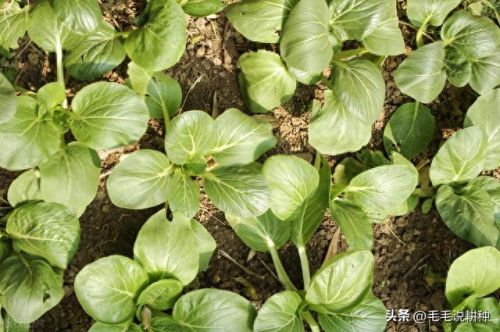 室内蔬菜十大排行榜图片(十大止咳蔬菜排行榜)插图4