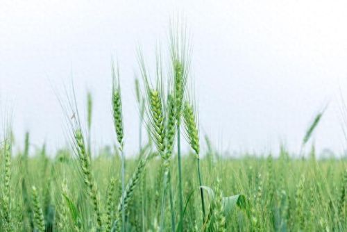 全国排名前十玉米品种(中国十大顶级玉米品种)插图3 全国排名前十玉米品种(中国十大顶级玉米品种)插图3