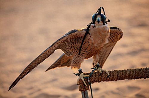 十大凶鸟实力排行榜(上古神话十大凶兽)插图6 十大凶鸟实力排行榜(上古神话十大凶兽)插图6