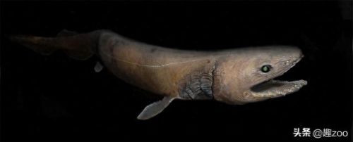 世界最强的十大鲨鱼排行榜(十大温柔的鲨鱼)插图9