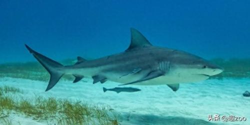 世界最强的十大鲨鱼排行榜(十大温柔的鲨鱼)插图