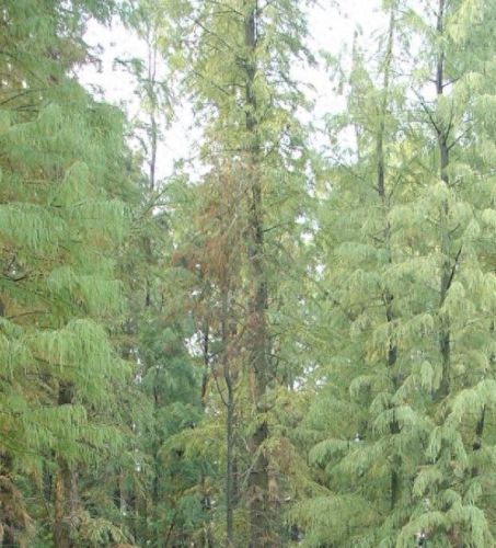 十大有名树木排行榜图册(驱蚊子树木排行榜)插图5