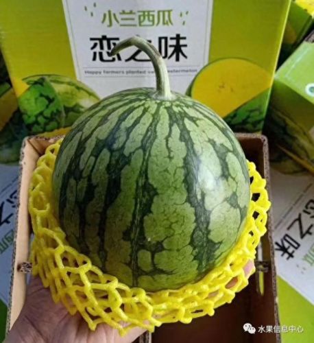 西瓜品种大小十大排行榜(露天西瓜哪个品种好)插图26