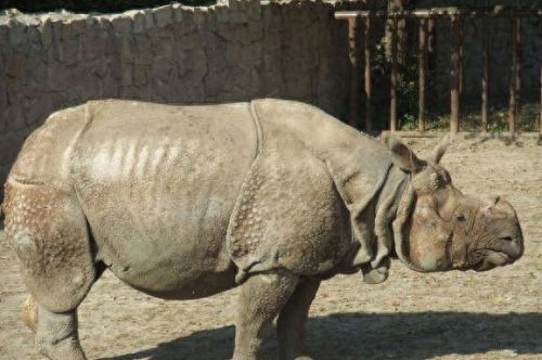 世界动物数量排名前十(世界上最可爱的动物排名第一是谁)插图