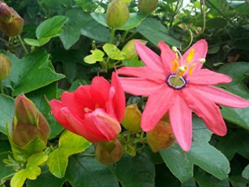 中国人十大幸事排行榜(中国十大有骨气的人)插图2