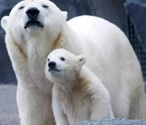 十大巨兽排行榜非洲野狮(以前最厉害的巨狮排行)插图18