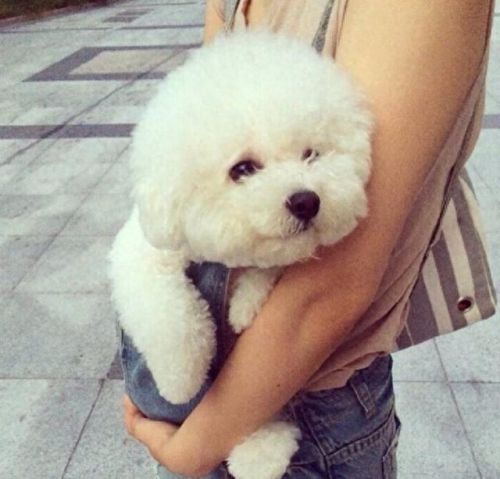 十大最幸运的狗品种排行榜(最厉害的狗的品种排名)插图4 十大最幸运的狗品种排行榜(最厉害的狗的品种排名)插图4