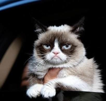 十大网红猫颜色排行榜(盘点十大网红猫品种)插图6