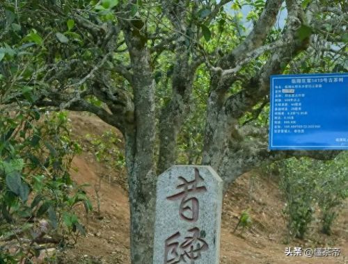 古树茶十大品牌排行榜图片(白茶品牌十大排名)插图6