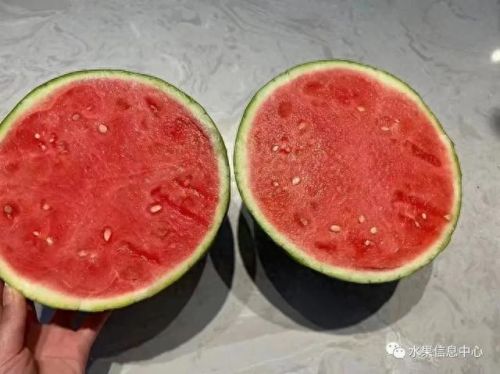 西瓜品种大小十大排行榜(露天西瓜哪个品种好)插图4