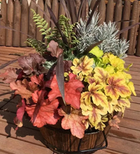 春节摆花卉十大排行榜(春节花卉宣传语)插图4