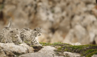 儿童十大纪录片电影排行榜(大凉山贫困儿童纪录片)插图17