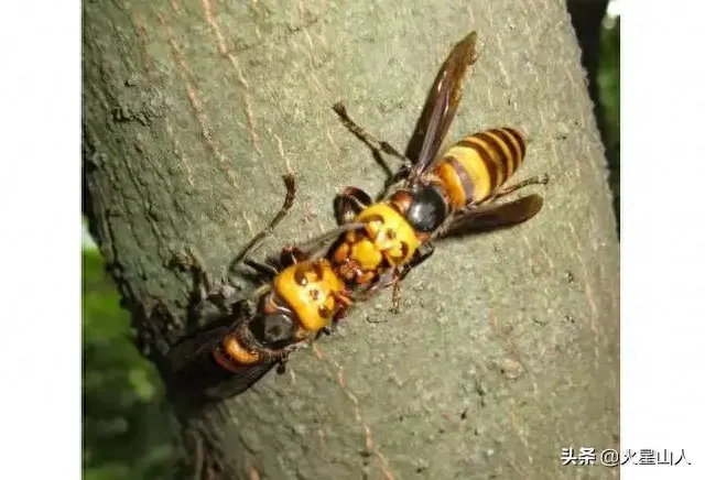 世界十大致命昆虫物排行榜(世界上最毒的10种昆虫)插图5