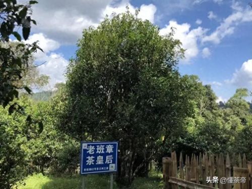 古树茶十大品牌排行榜图片(白茶品牌十大排名)插图2