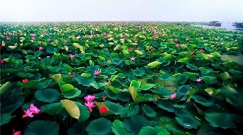 日照市十大企业富豪排行榜(日照十大富豪排名)插图8