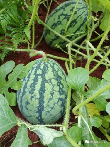 西瓜品种大小十大排行榜(露天西瓜哪个品种好)插图8