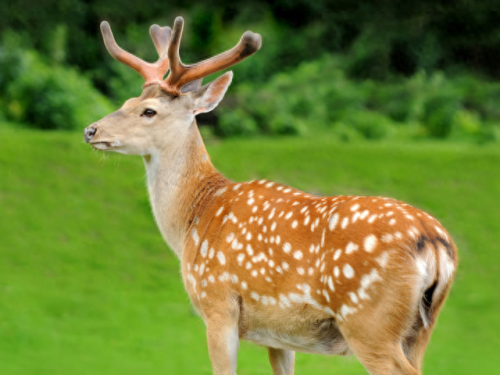 人参药材厂家排名前十(人参类药材价格)插图7 人参药材厂家排名前十(人参类药材价格)插图7