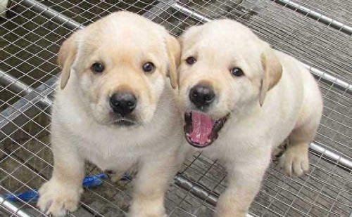 新手养狗狗十大排行榜(比较推荐养的十大狗狗)插图2 新手养狗狗十大排行榜(比较推荐养的十大狗狗)插图2