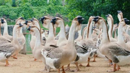 卤味鸭爪十大品牌排行榜图片(卤味店十大品牌)插图