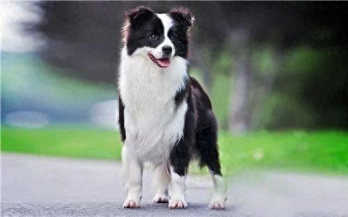 十大适合居家养的狗排行榜(哪种狗比较容易养)插图6 十大适合居家养的狗排行榜(哪种狗比较容易养)插图6