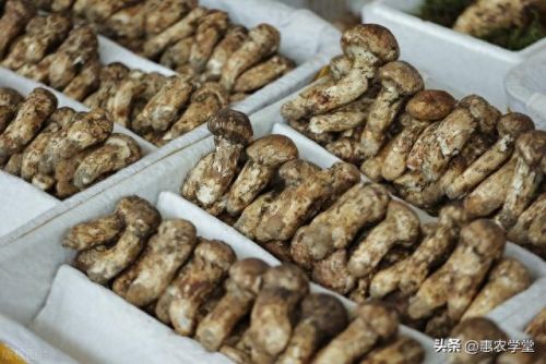 生菌的十大排行榜(天然益生菌十大排行榜)插图1 生菌的十大排行榜(天然益生菌十大排行榜)插图1