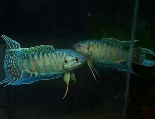 斗鱼最强品种排名前十(斗鱼最漂亮的品种)插图3 斗鱼最强品种排名前十(斗鱼最漂亮的品种)插图3