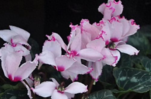 春节摆花卉十大排行榜(春节花卉宣传语)插图8