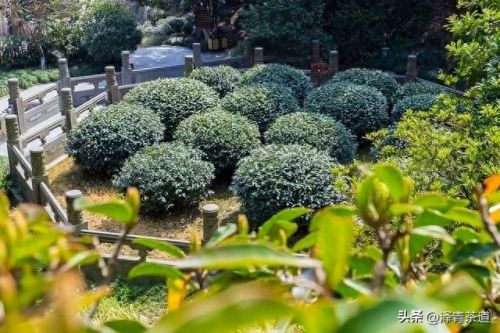 茶经排名前十的茶(十三种满分好茶)插图22 茶经排名前十的茶(十三种满分好茶)插图22