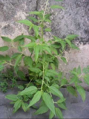 阜阳小吃十大排行榜菜单(阜阳小吃培训班在哪里)插图8 阜阳小吃十大排行榜菜单(阜阳小吃培训班在哪里)插图8