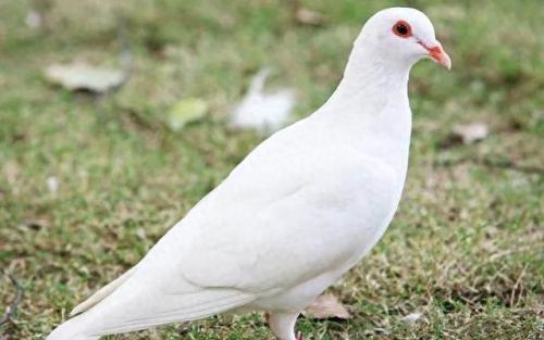 小信鸽品种十大排行榜(信鸽排名前十名品种)插图1